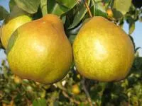 Саджанці груші Спасівка