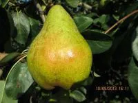 Саджанці груші Трембіта