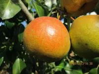 Саджанці груші Платонівська